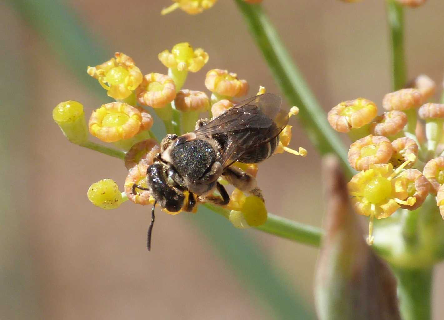 Apina tozza: femmina di Nomiapis sp.